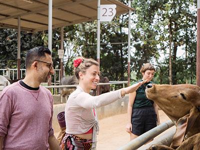 Vineet Chander and Angela Quinn with a cow